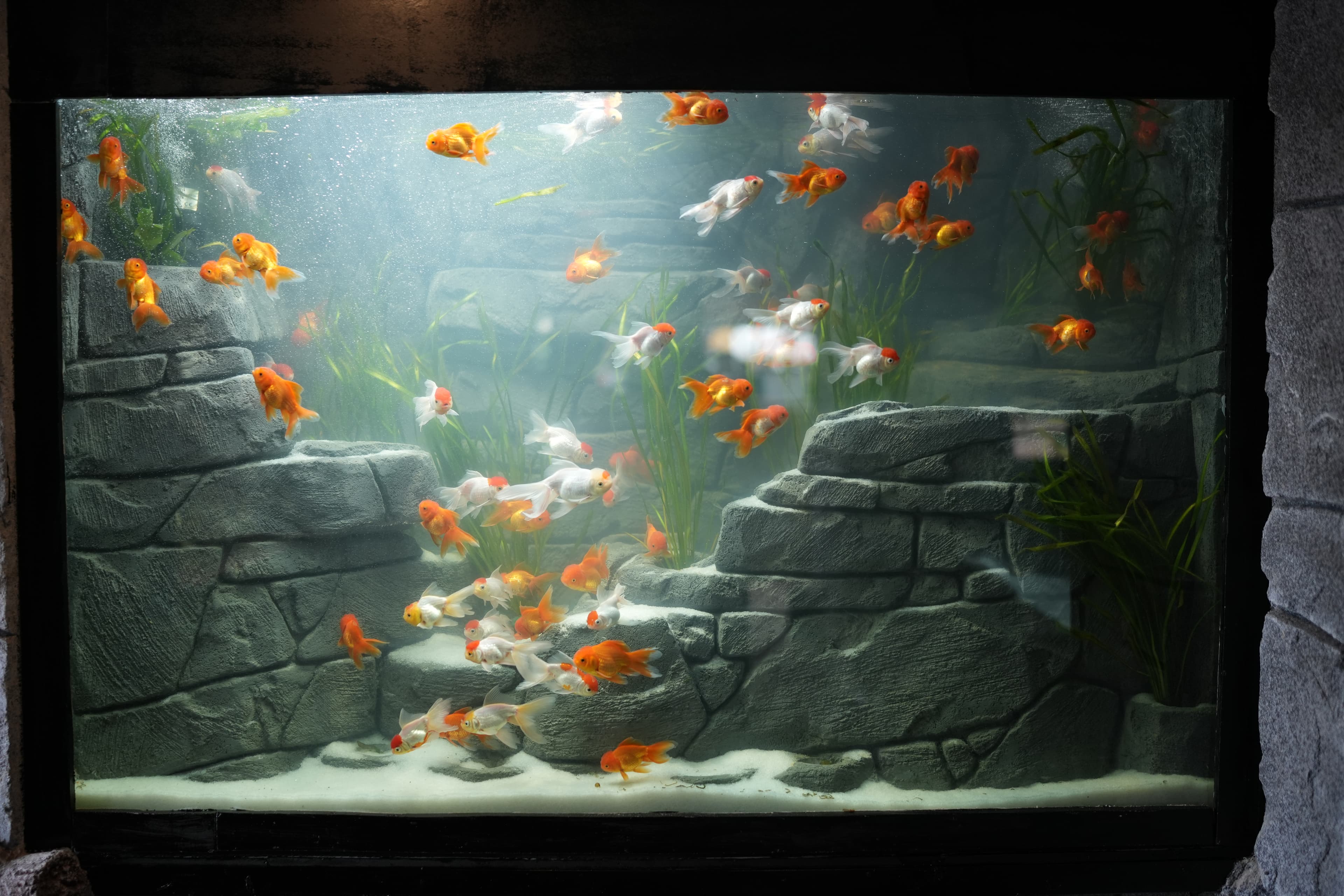 Flora Fantasia amusement park rides Malappuram